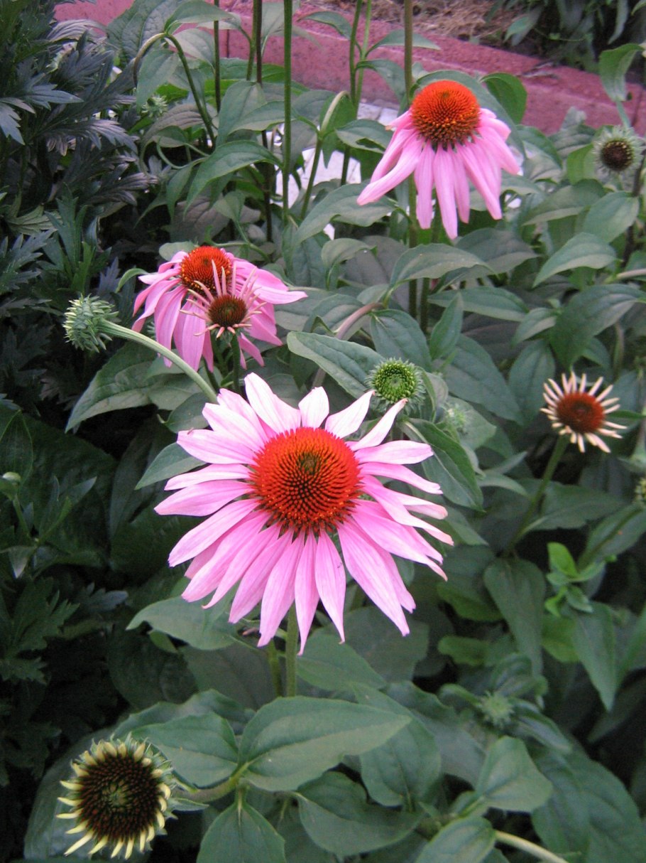 Эхинацея (Echinacea)