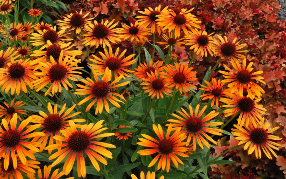 Эхинацея (Echinacea) purpurea
