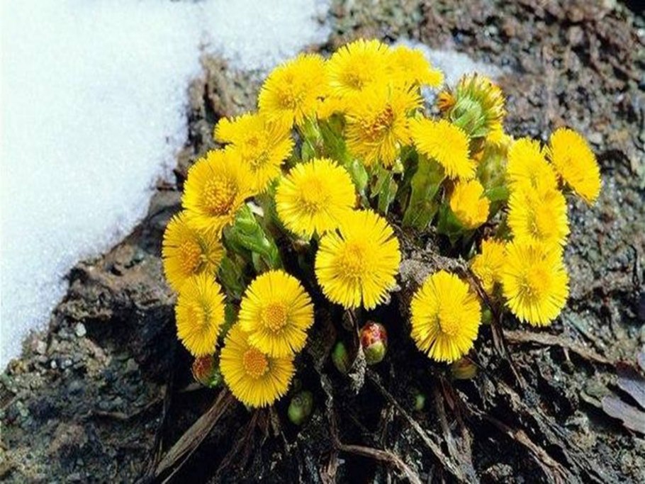 Весенние первоцветы мать и мачеха
