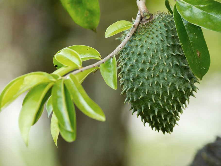 Soursop фрукт