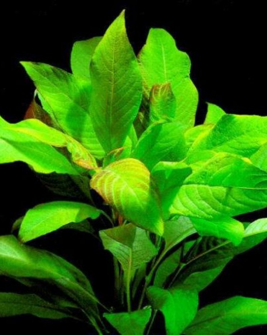 Фото аквариумные растения лимонник