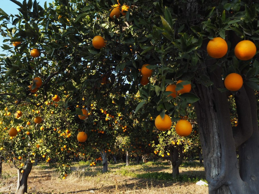 Марокканский рынок