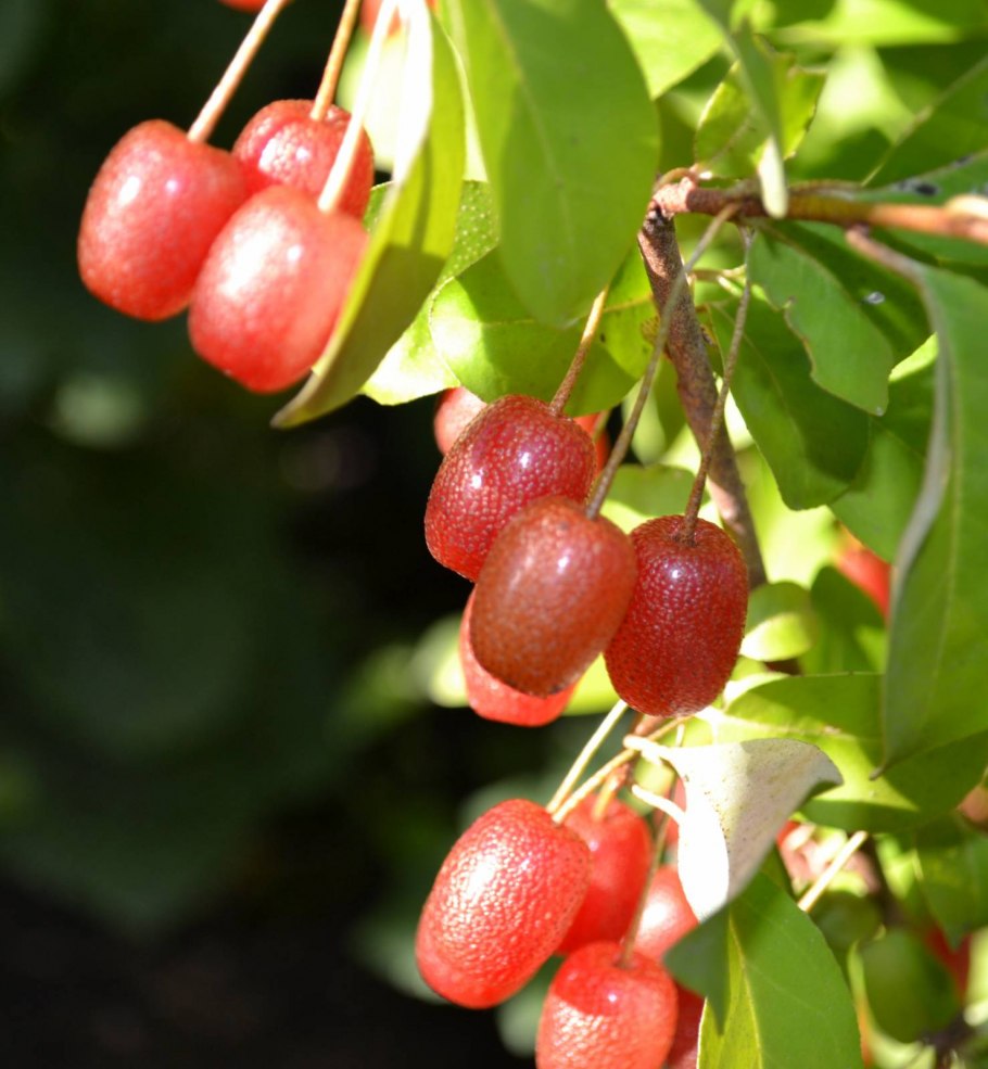 Лох многоцветковый гуми