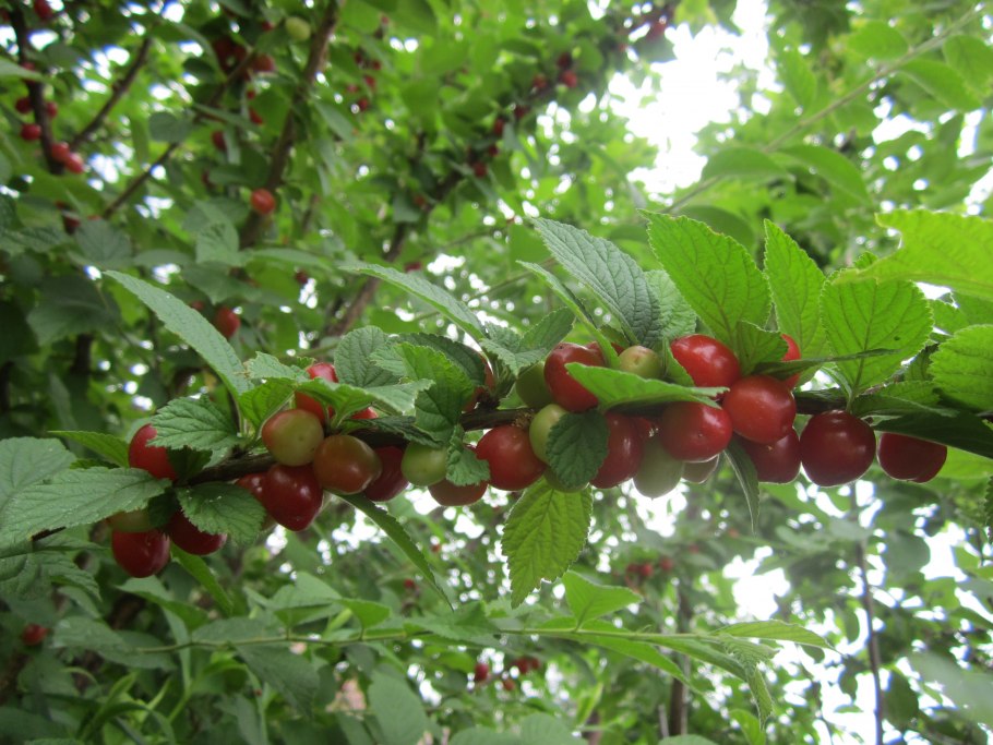 Ягодные кустарники для сада для средней полосы России
