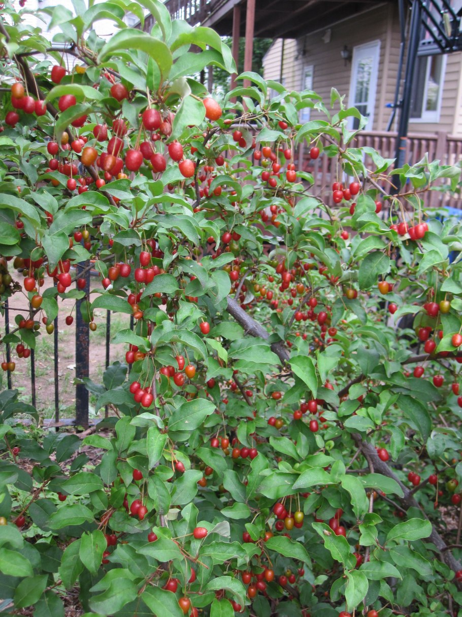 Гуми или лох многоцветковый