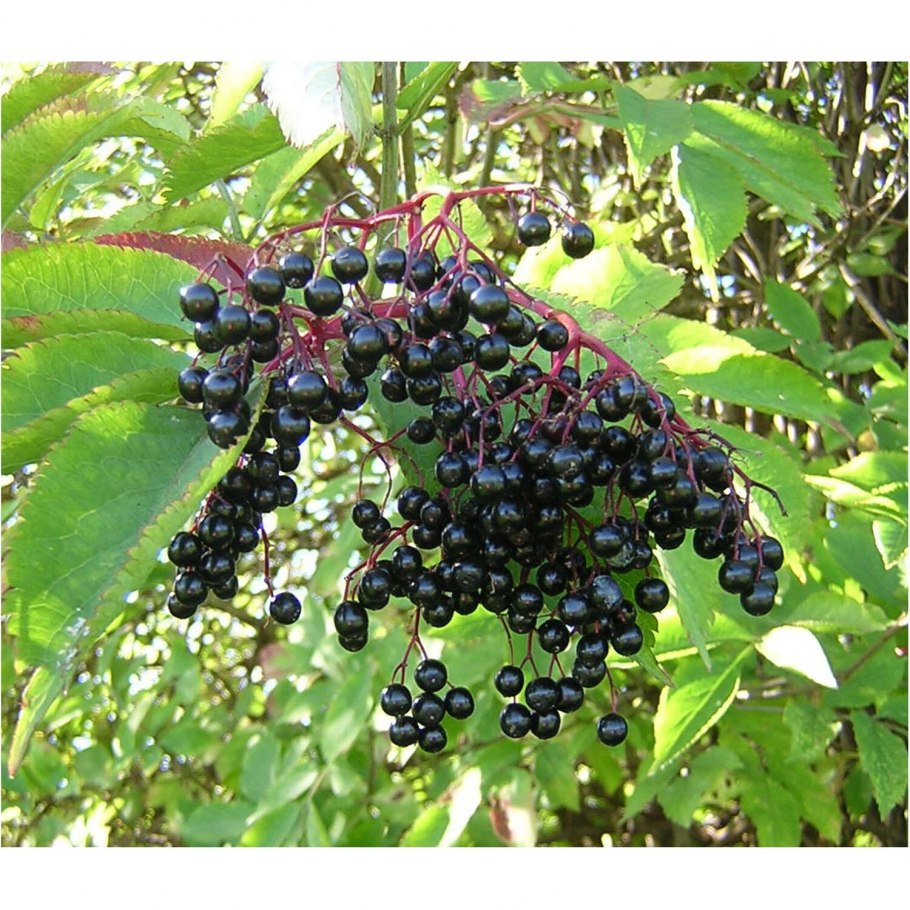 Бузина Абхазская