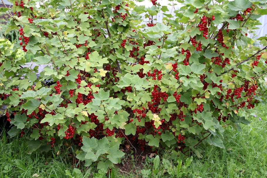 Смородина красная красная Андрейченко