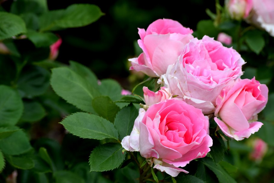 Роза куст. Pink Majolika