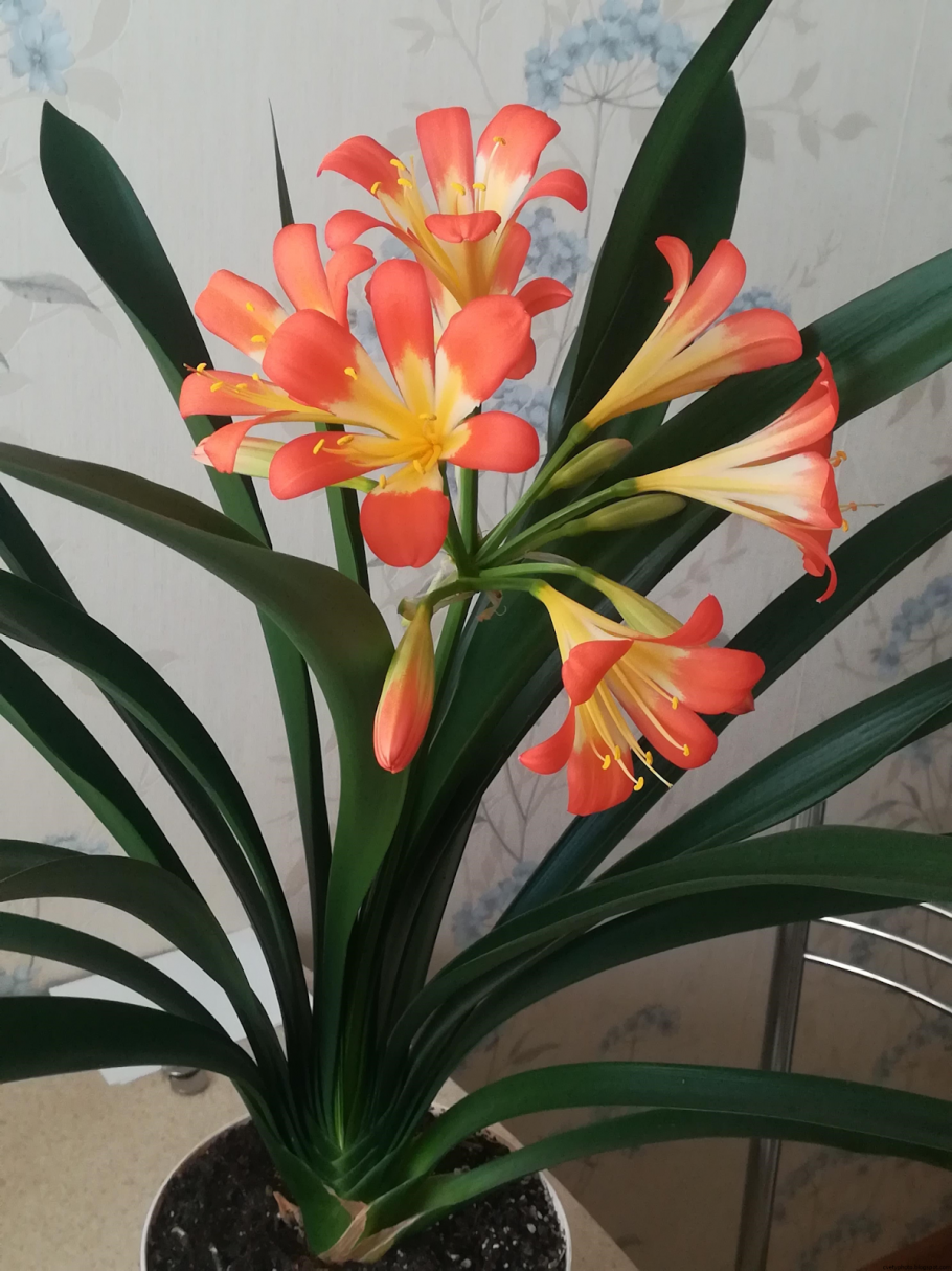 Clivia цветок