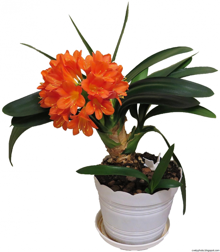 Clivia цветок