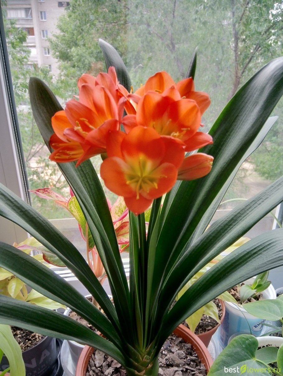 Комнатные цветы Кливия