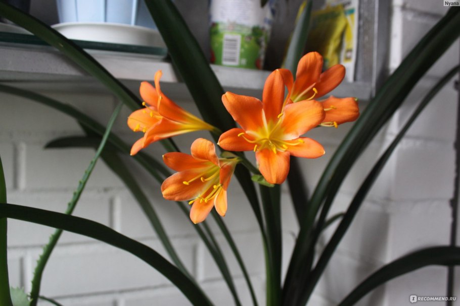 Кливия Африканская