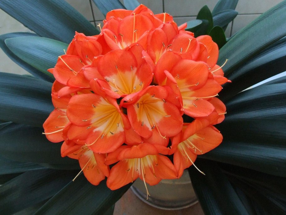 Кливия киноварная