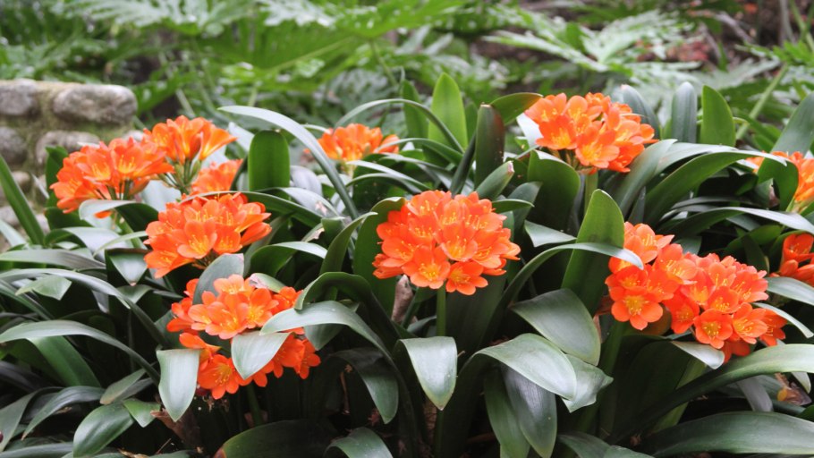 Кливия miniata