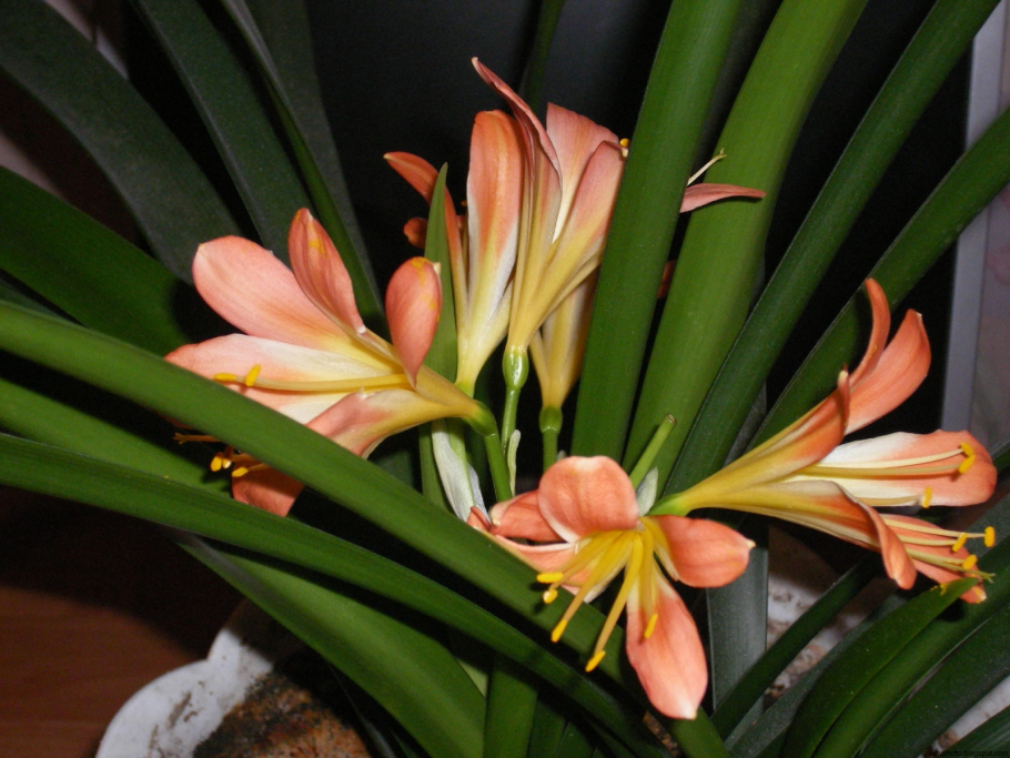 Пальма Кливия