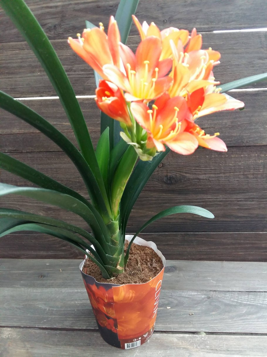 Clivia цветок