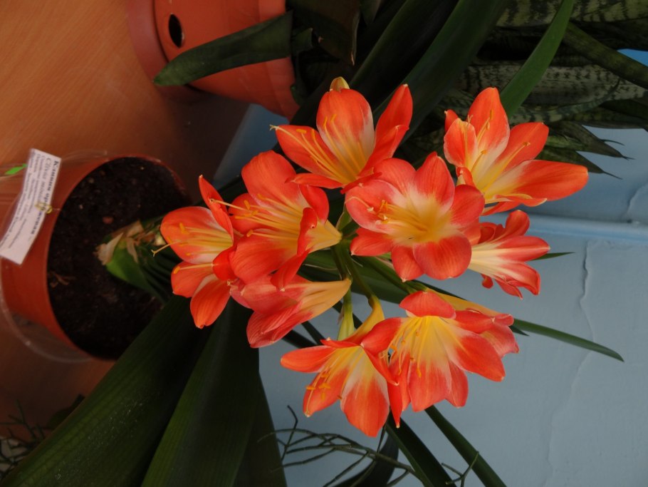 Комнатные цветы Кливия