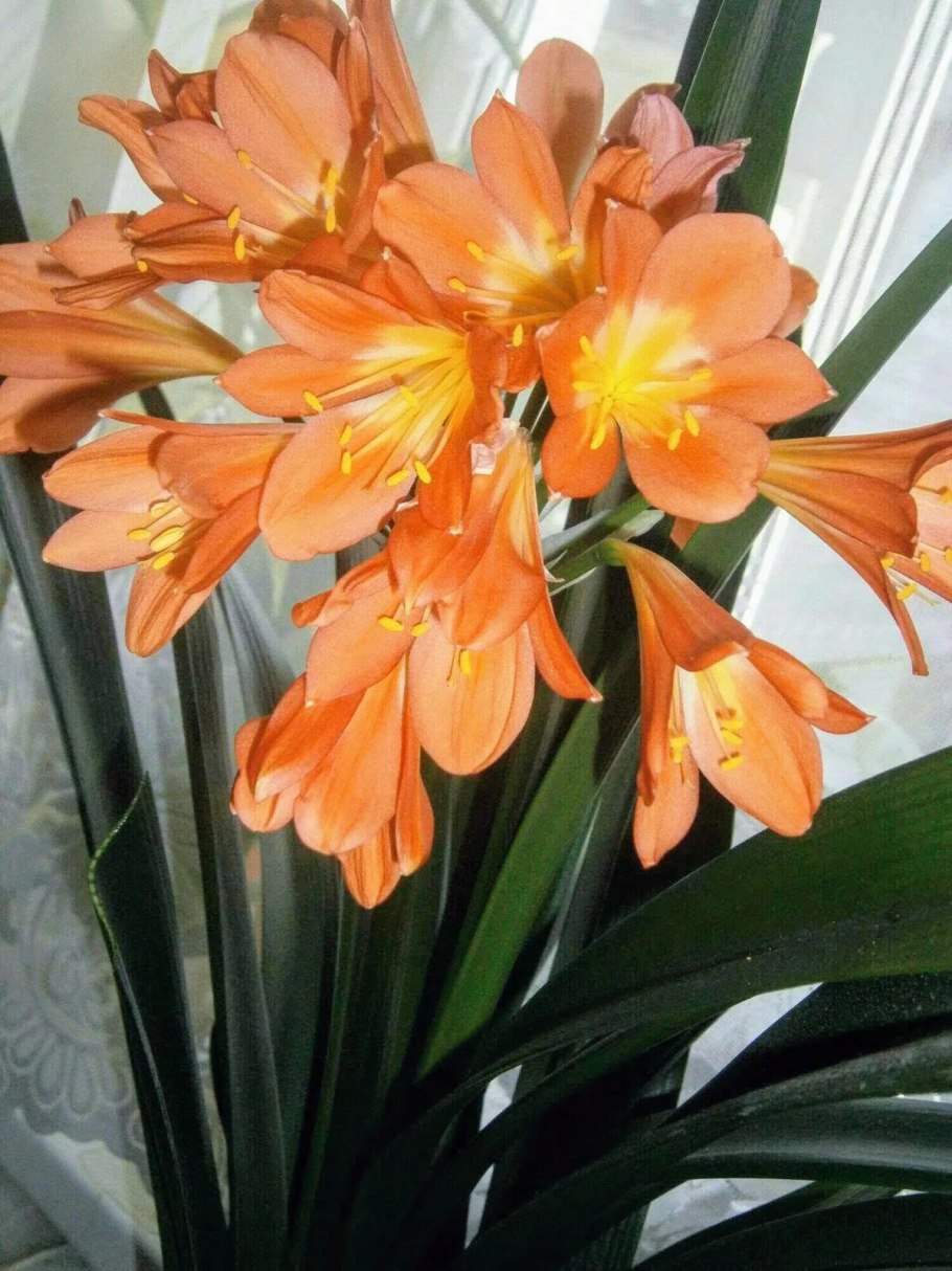 Кливия цветок