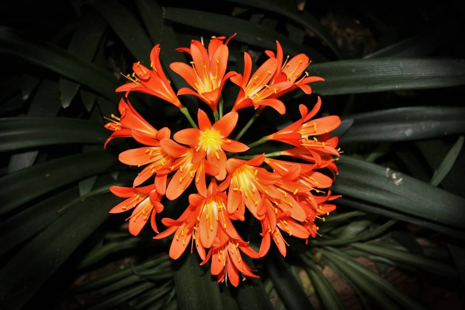 Кливия прекрасная (Clivia Nobilis)