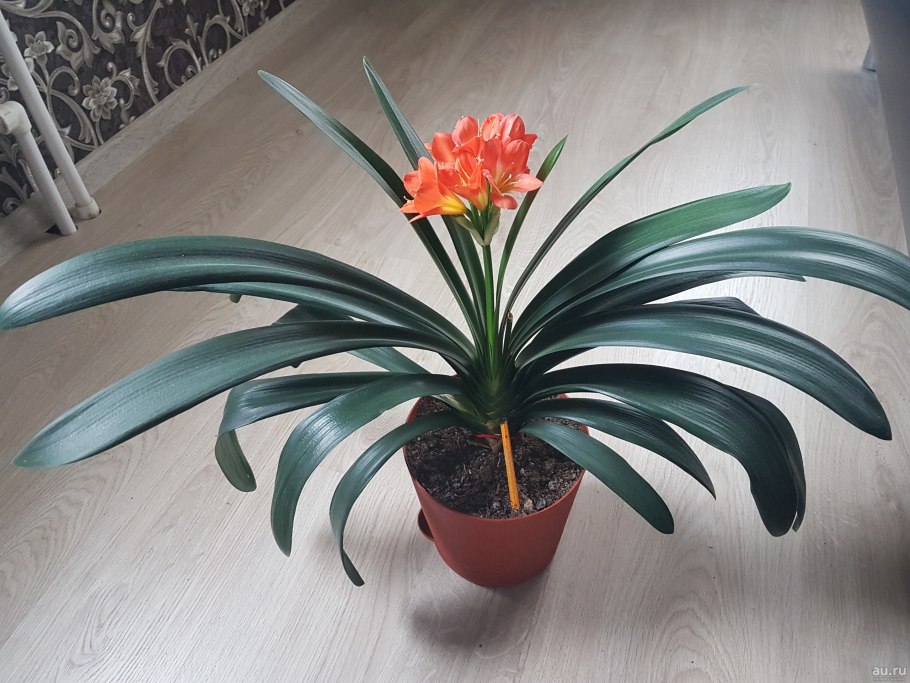 Комнатное растение кливия