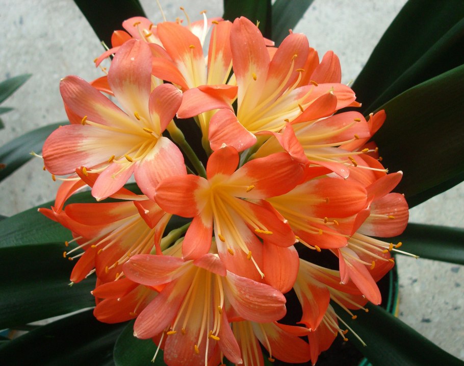 Кливия (кафрская Лилия)