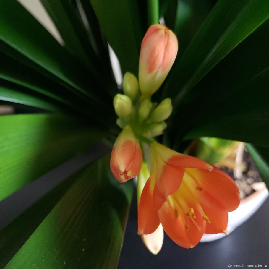 Кливия (кафрская Лилия)