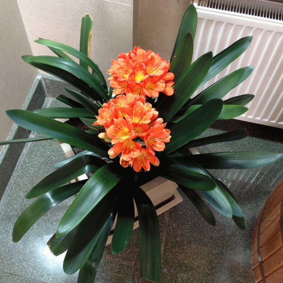 Кливия киноварная