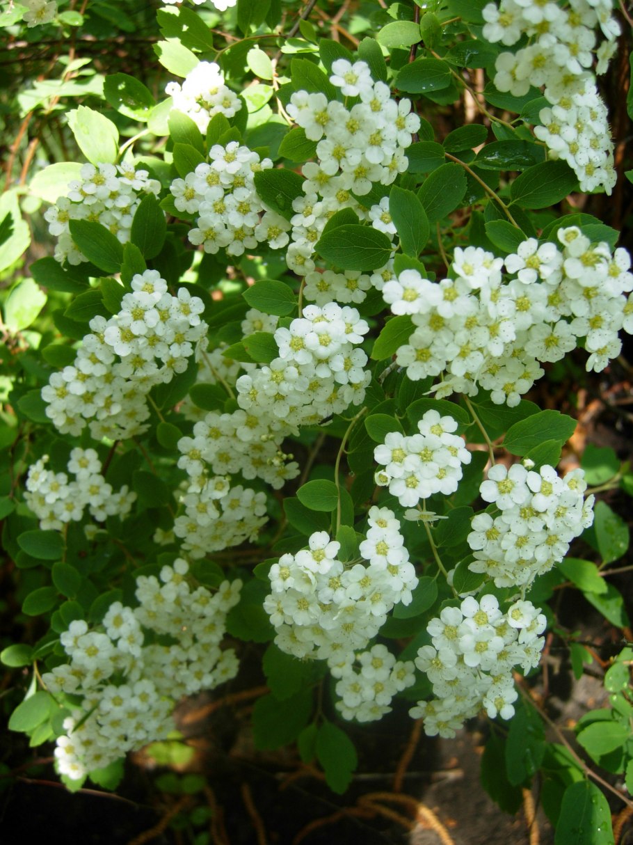 Спирея вангутта кустарник