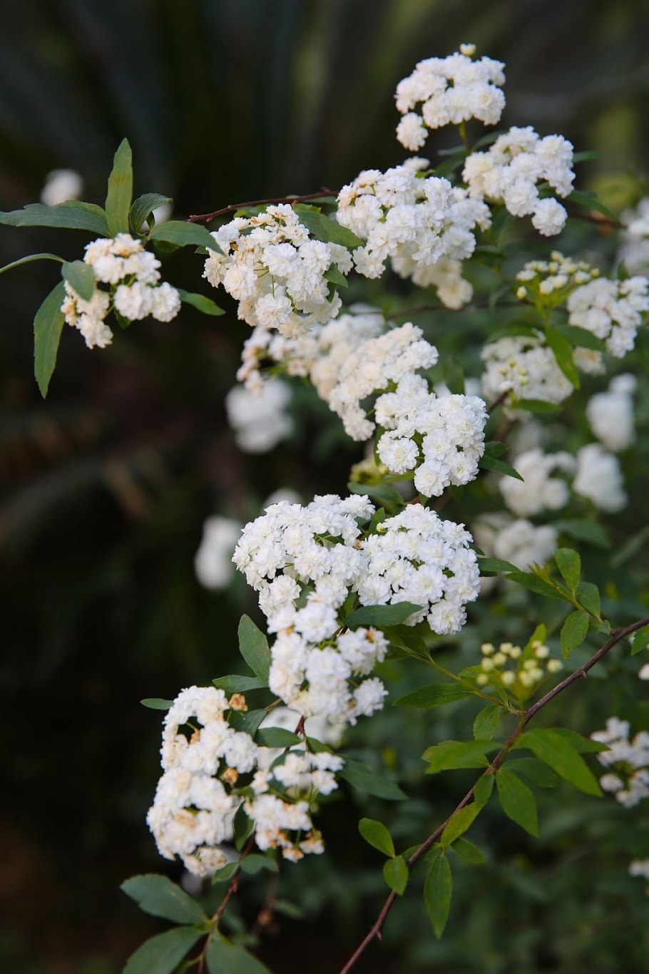 Спирея ниппонская snowmound