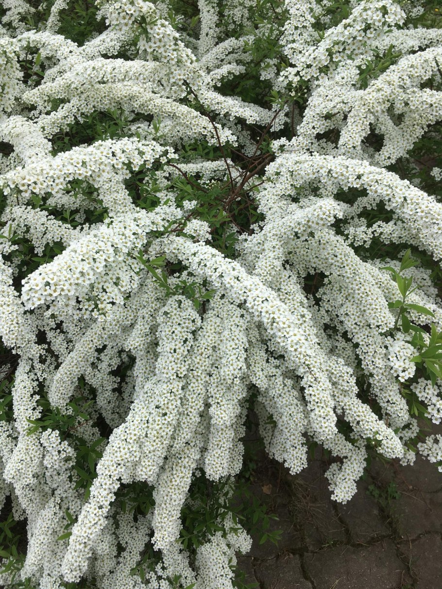 Спирея вангутта грефшейм