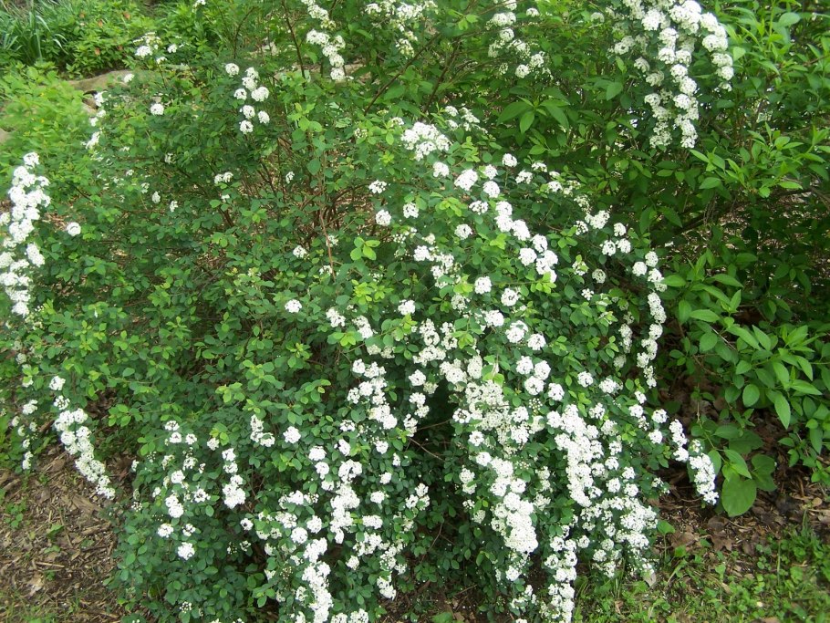 Куст невеста спирея