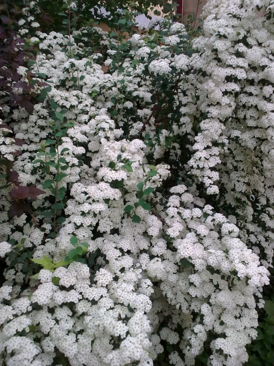 Спирея метельчатая белая