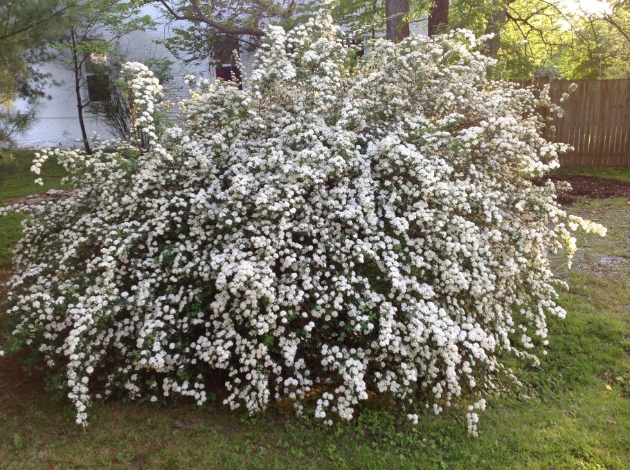 Кустарник спирея