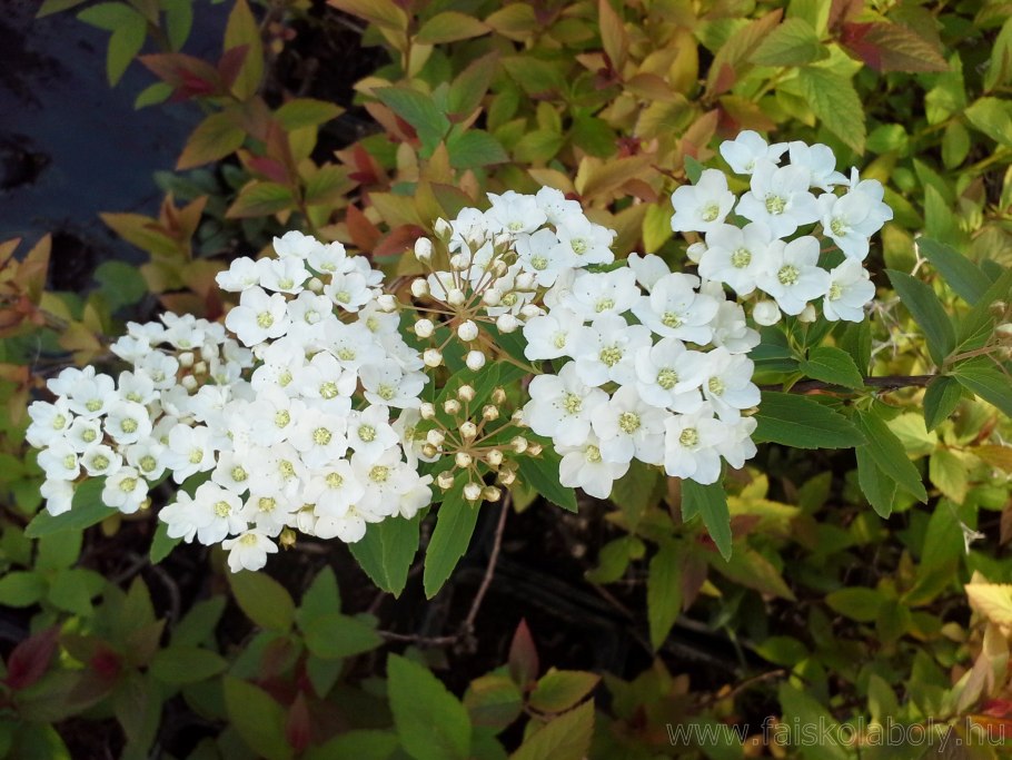 Spiraea cantoniensis