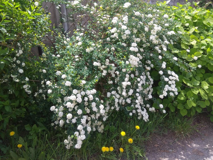 Спирея японская вангутта