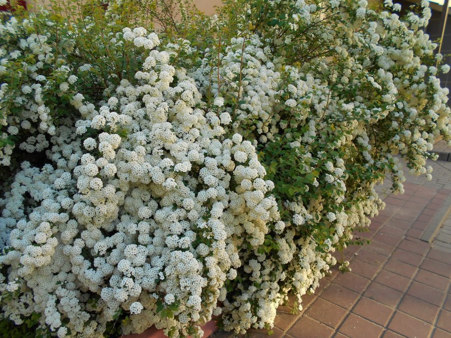 Вангутта спирея