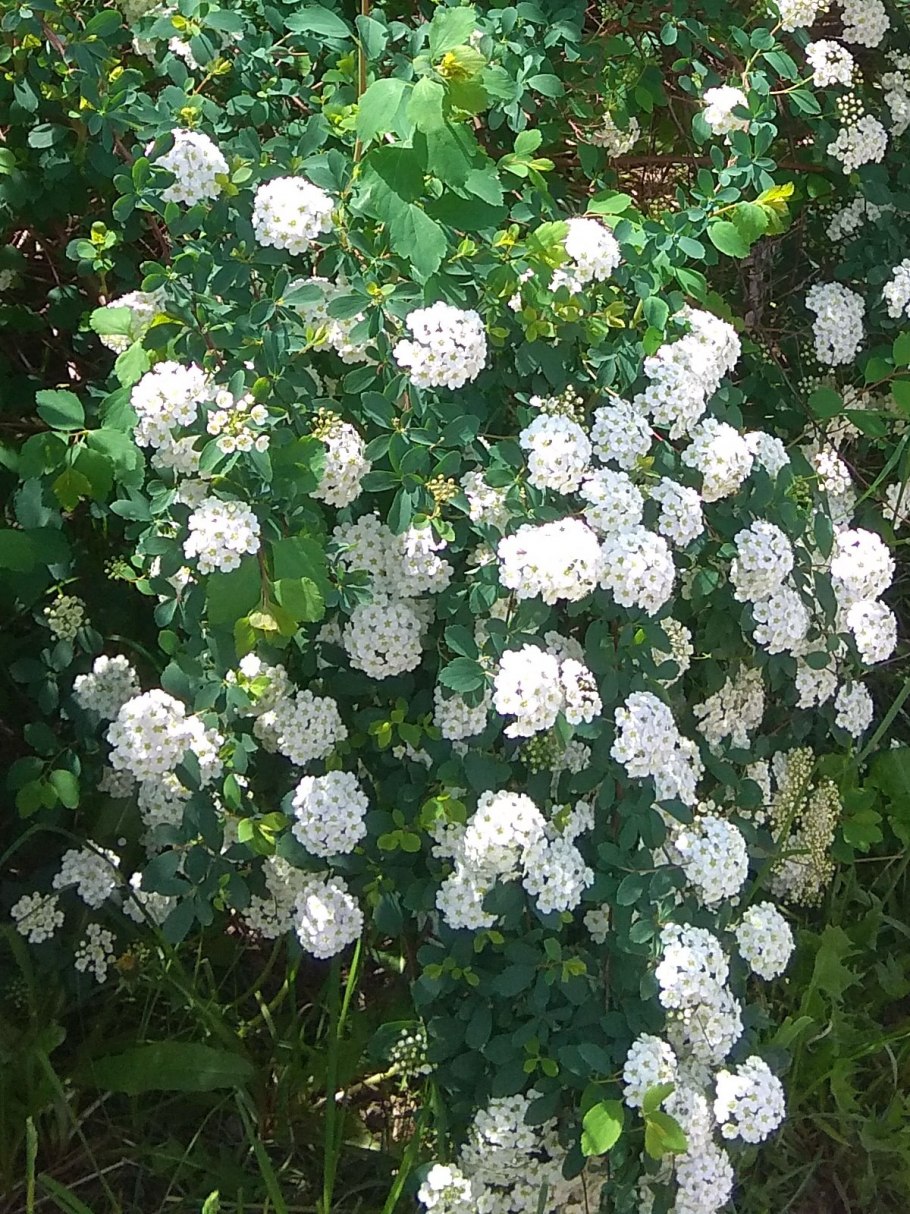 Майский куст спирея