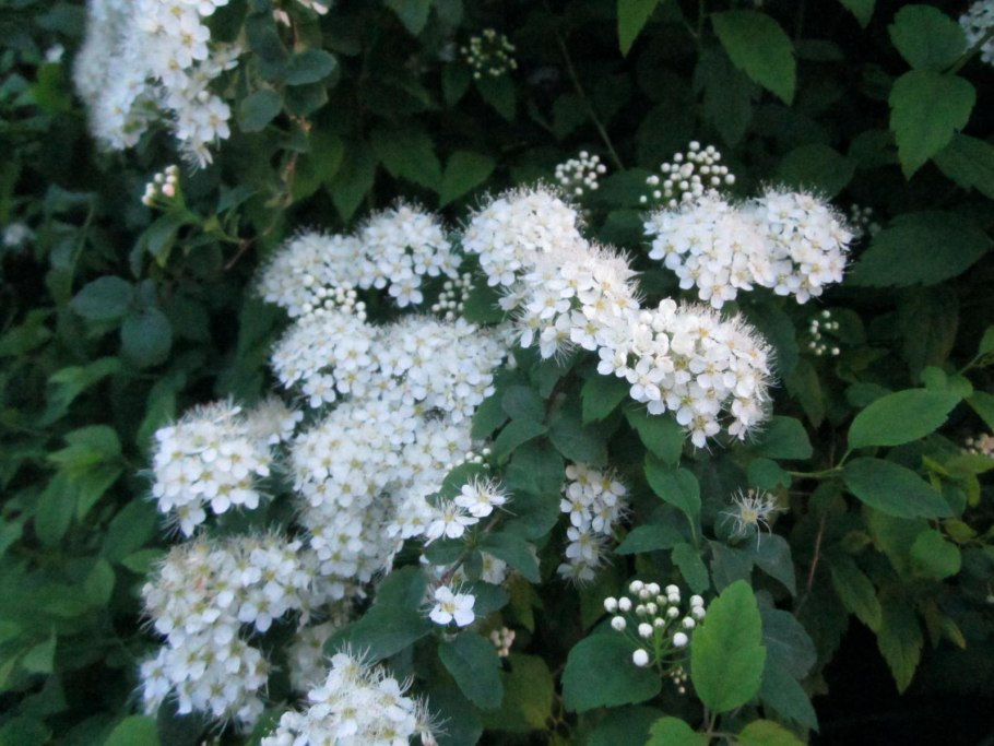 Спирея метельчатая