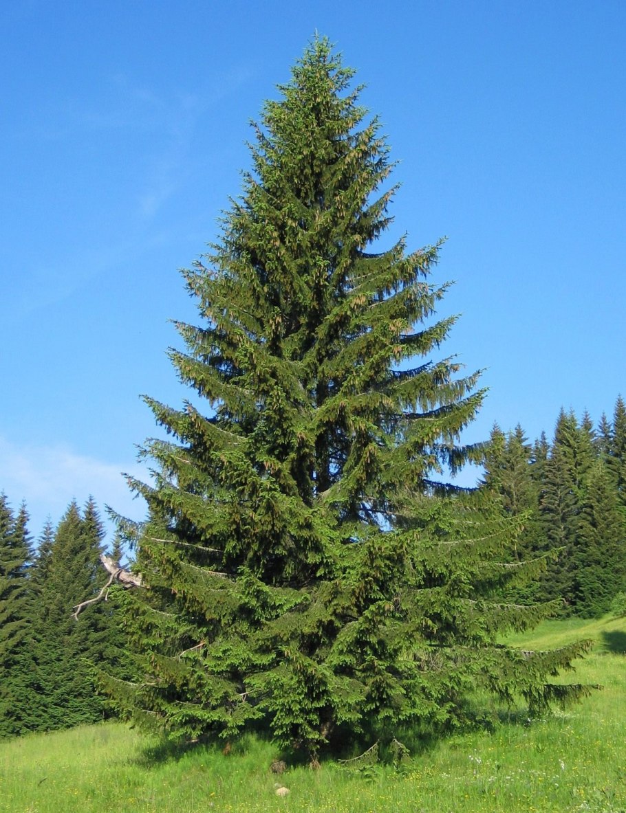 Picea Abies (Norway Spruce