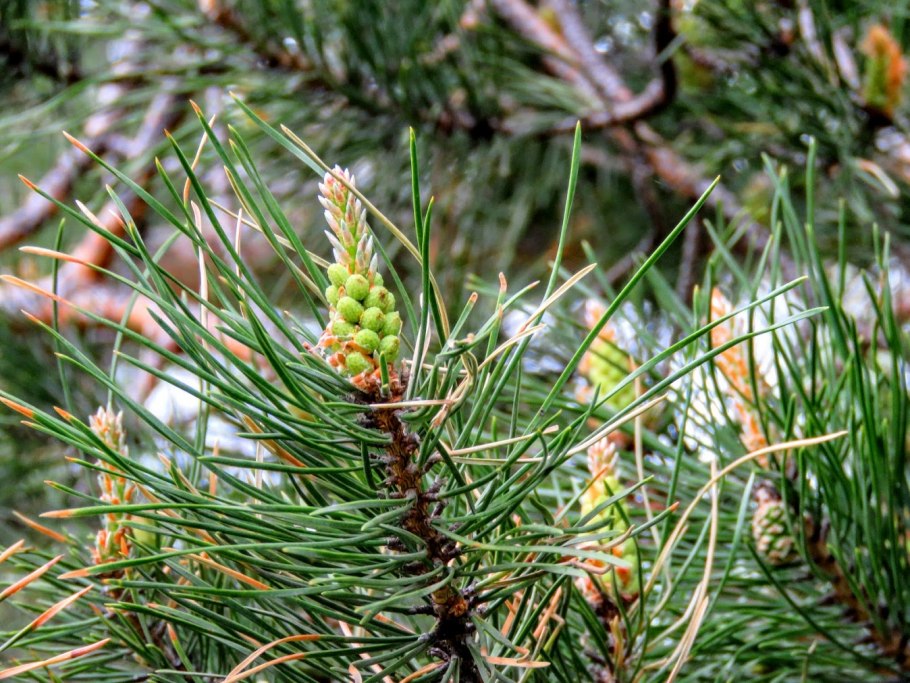 Хвойные широколиственный смешанный лес России