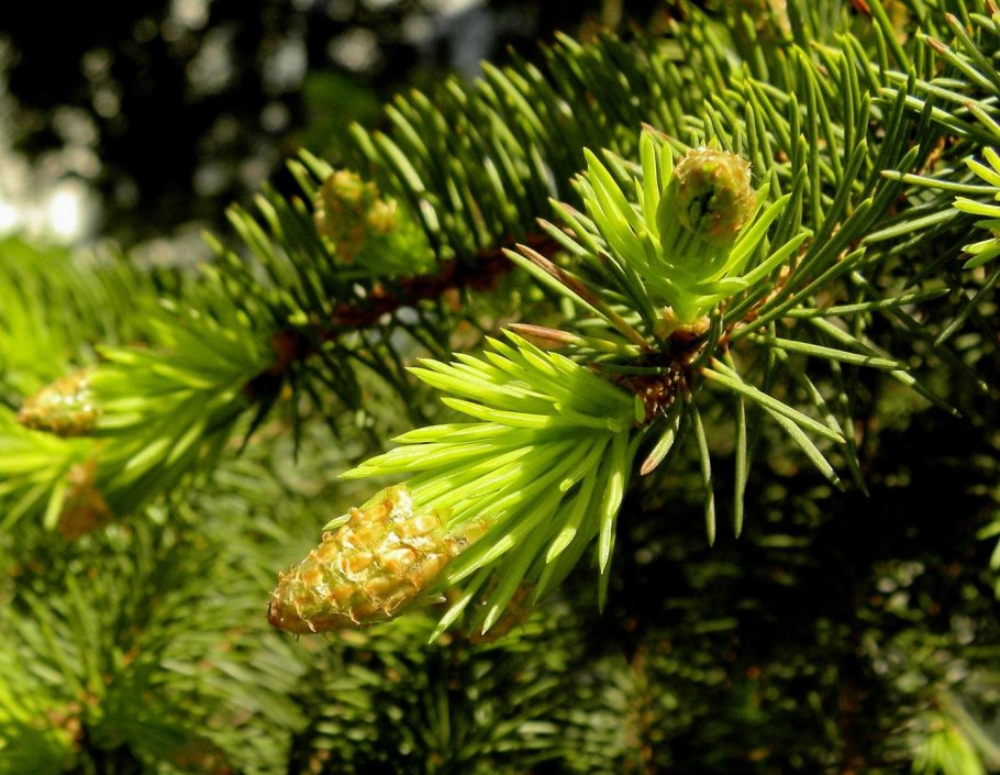 Сибирский кедр дерево