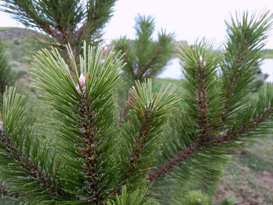 Тис тенелюбивый