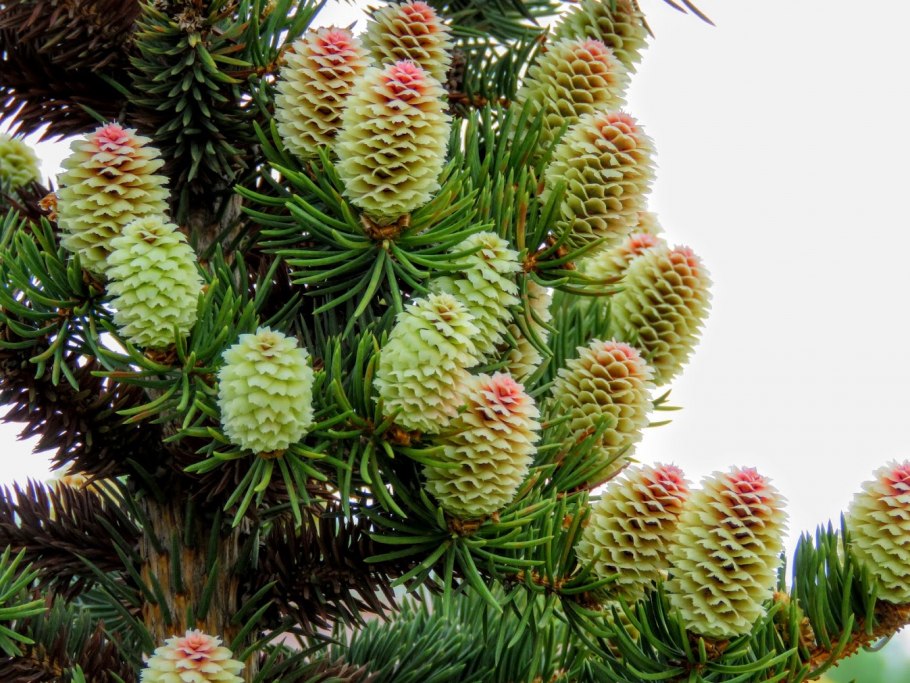 Дерево с зелёными шишками