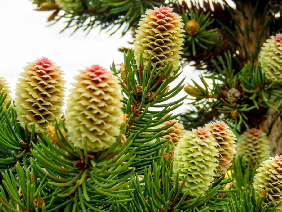 Хвойные породы России