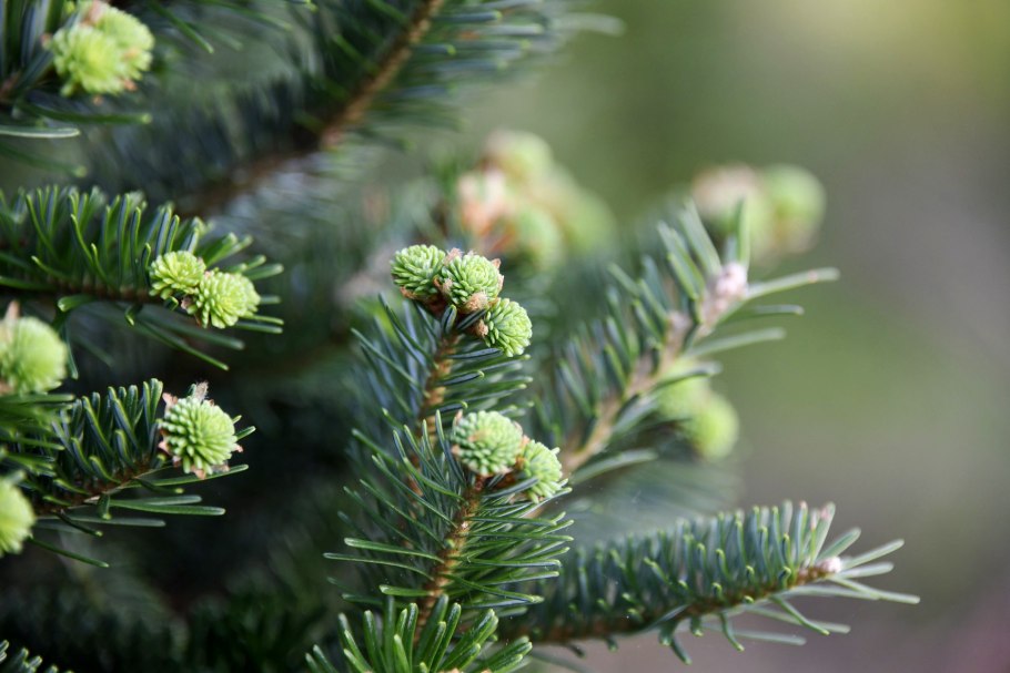 Сосна смолистая