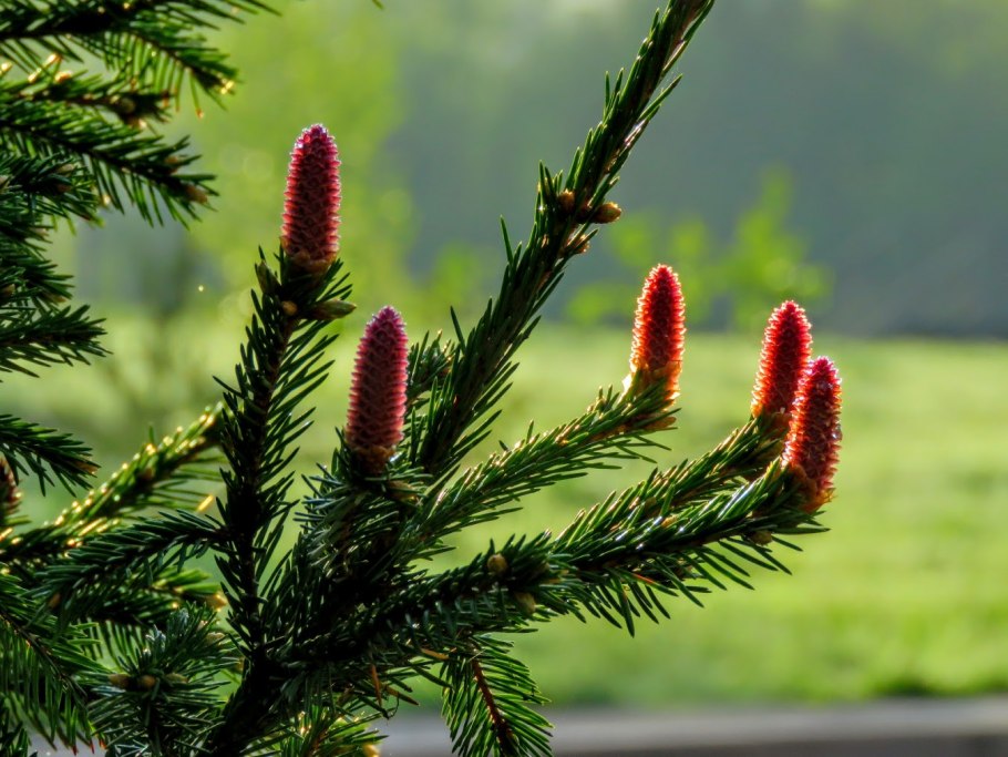 Сибирская пихта цветет