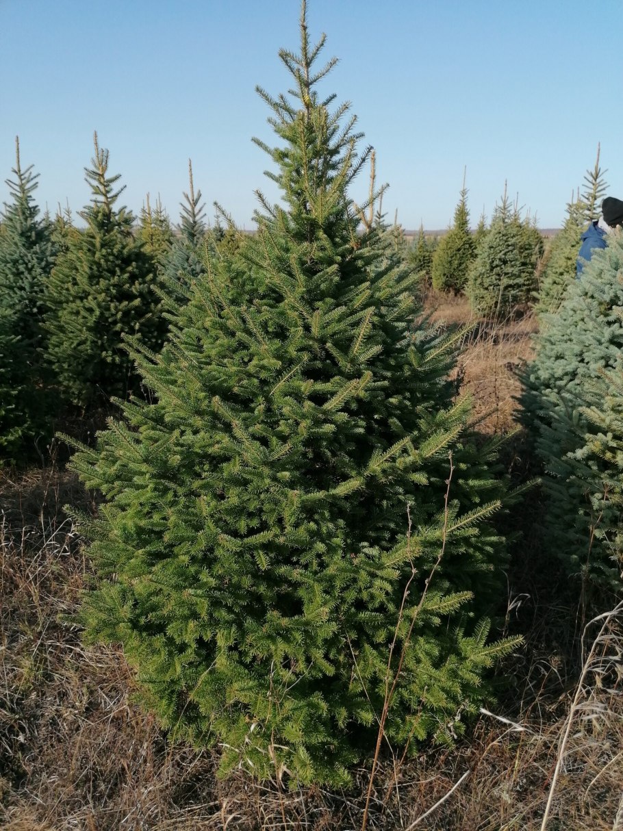 Голосеменные:ель сосна, лиственница