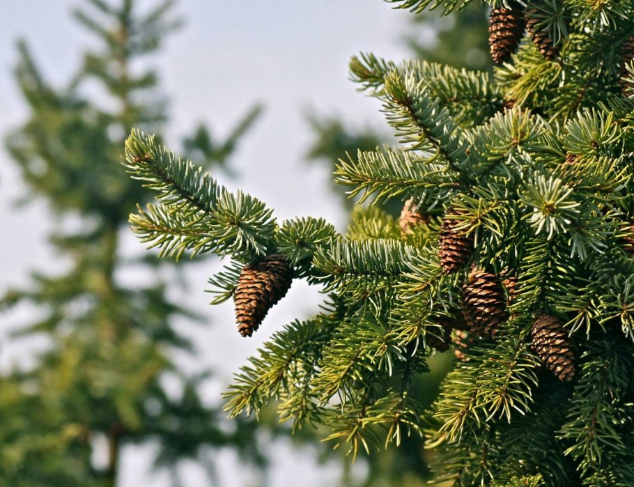 Сосна быстрорастущая