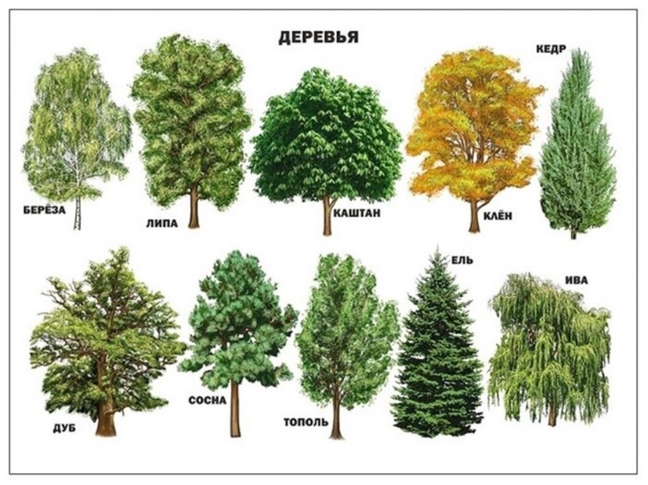 Хвойные деревья фото и названия