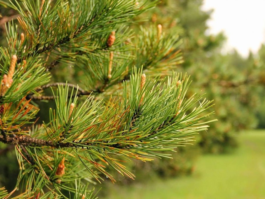 Кардинал и шишка